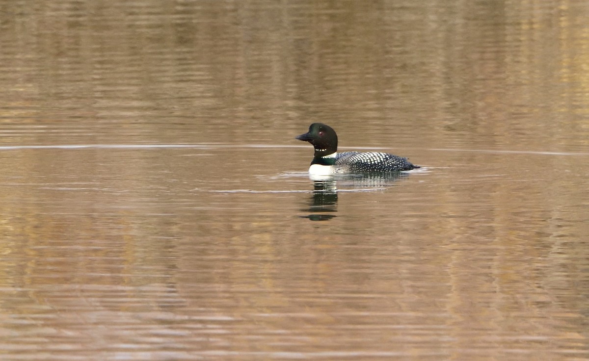 Common Loon - Don Weber