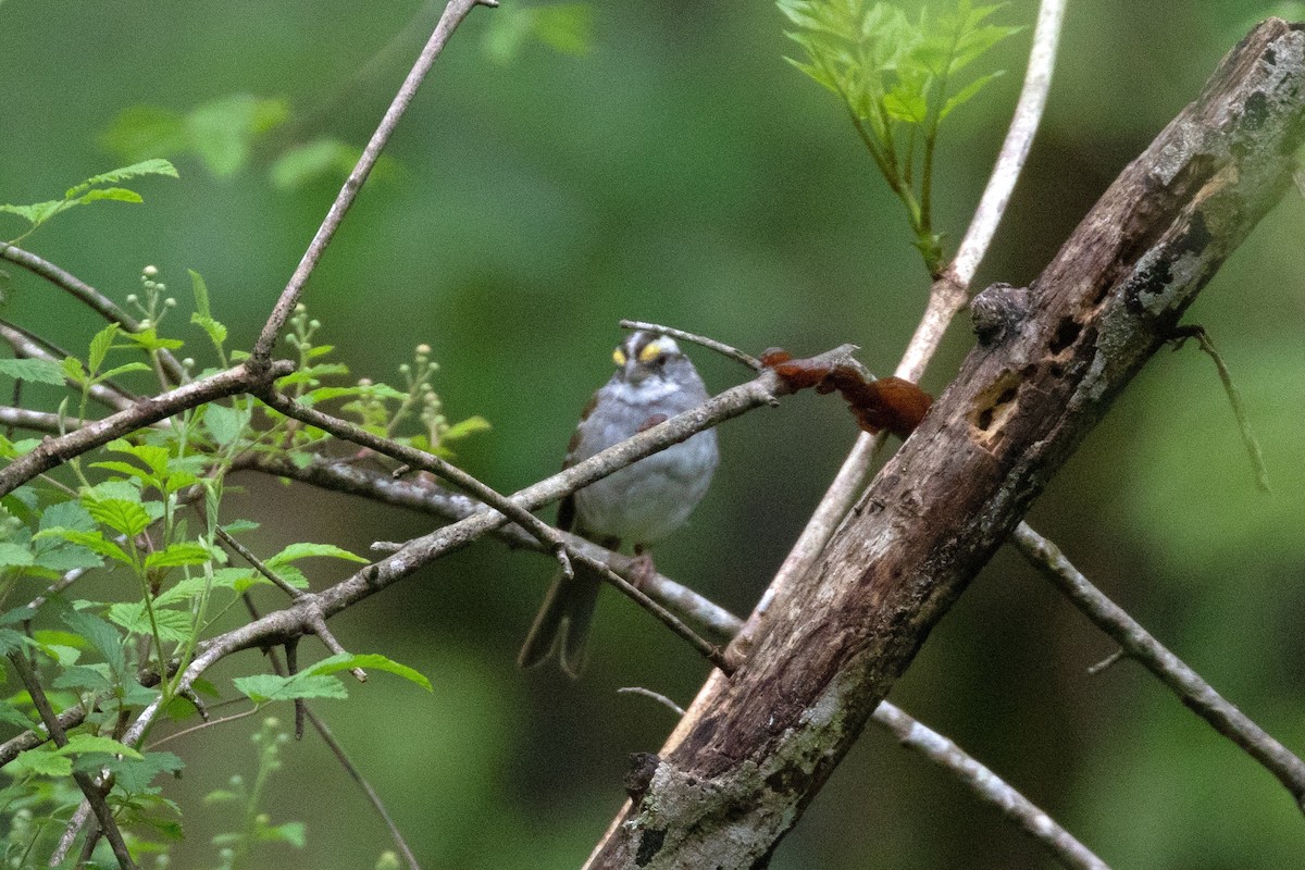 White-throated Sparrow - David Wetzel