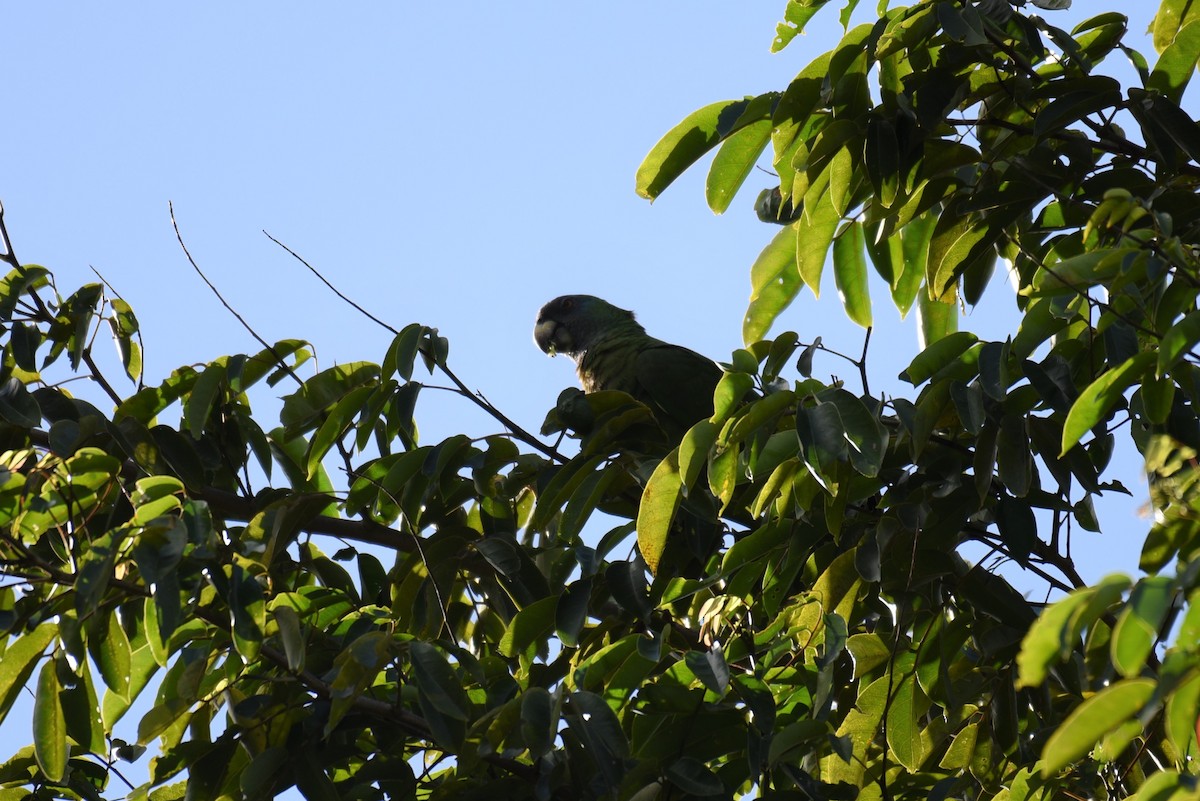 Red-necked Parrot - ML149222391