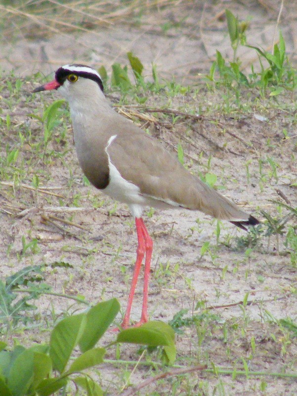Crowned Lapwing - ML149223171