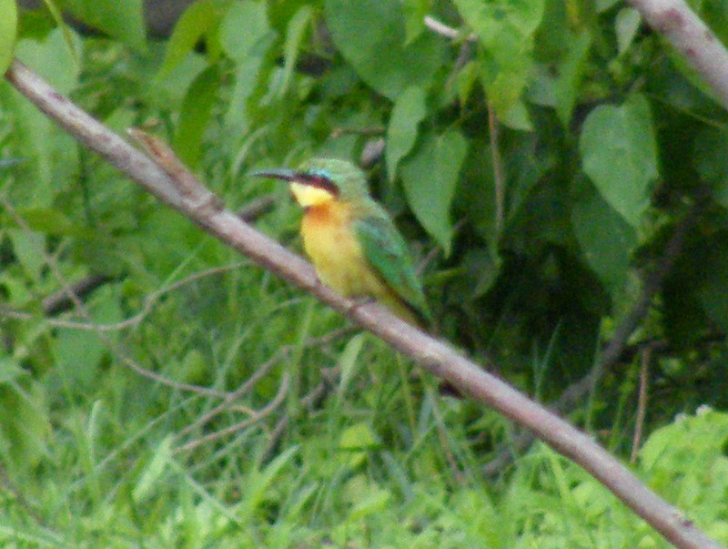 Little Bee-eater - ML149223511