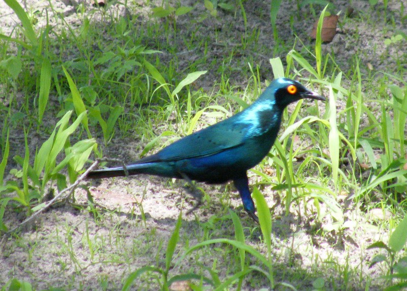Greater Blue-eared Starling - ML149224341
