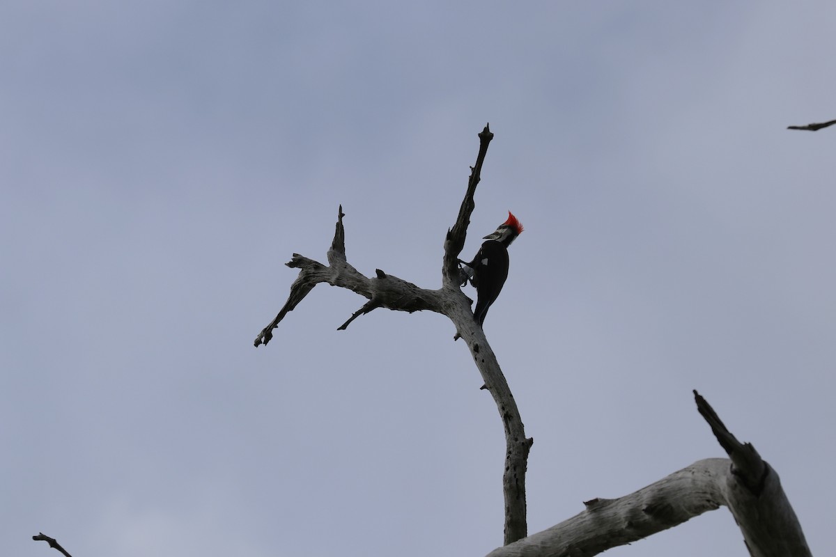 Pileated Woodpecker - bill belford