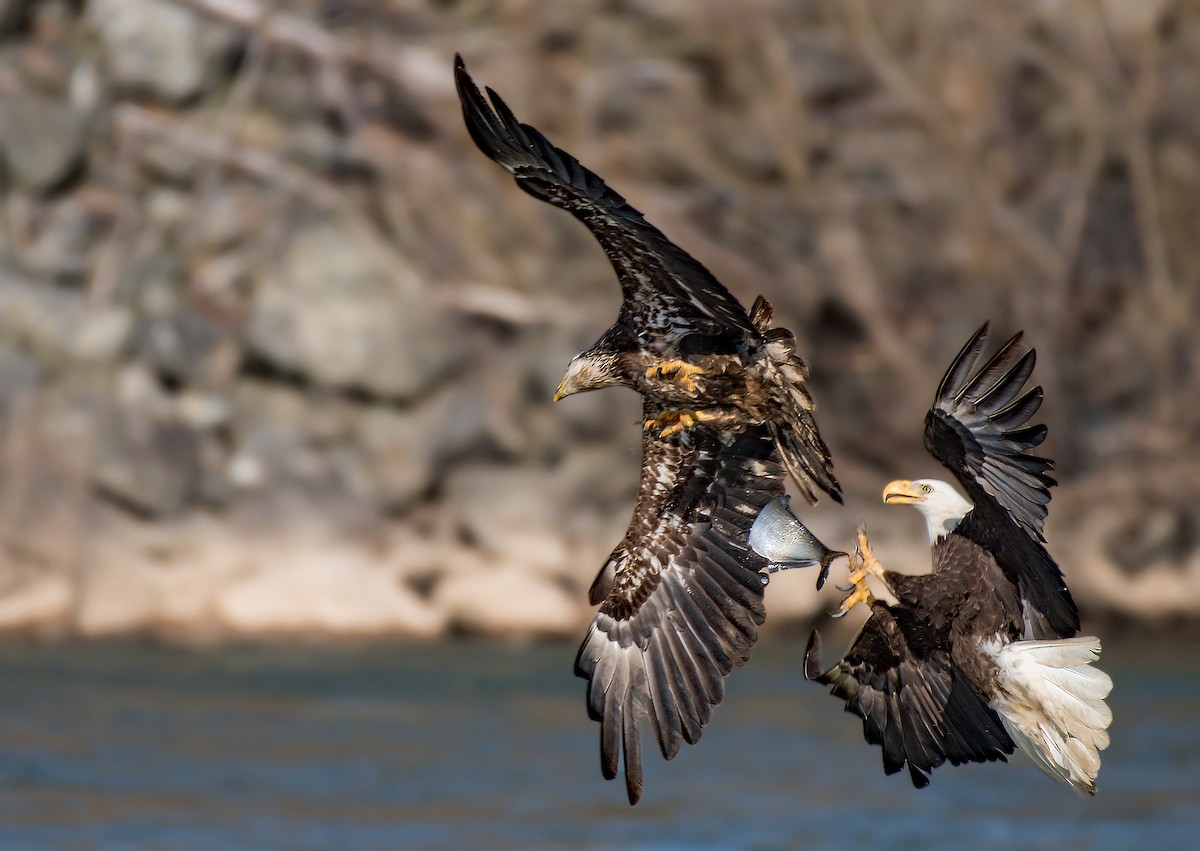 Eagle best sale carrying baby