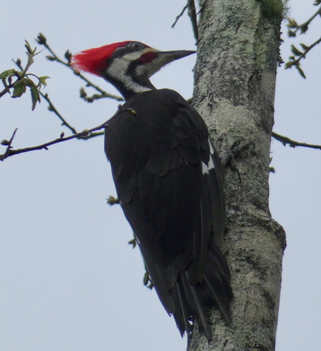 Pileated Woodpecker - Gary Byerly