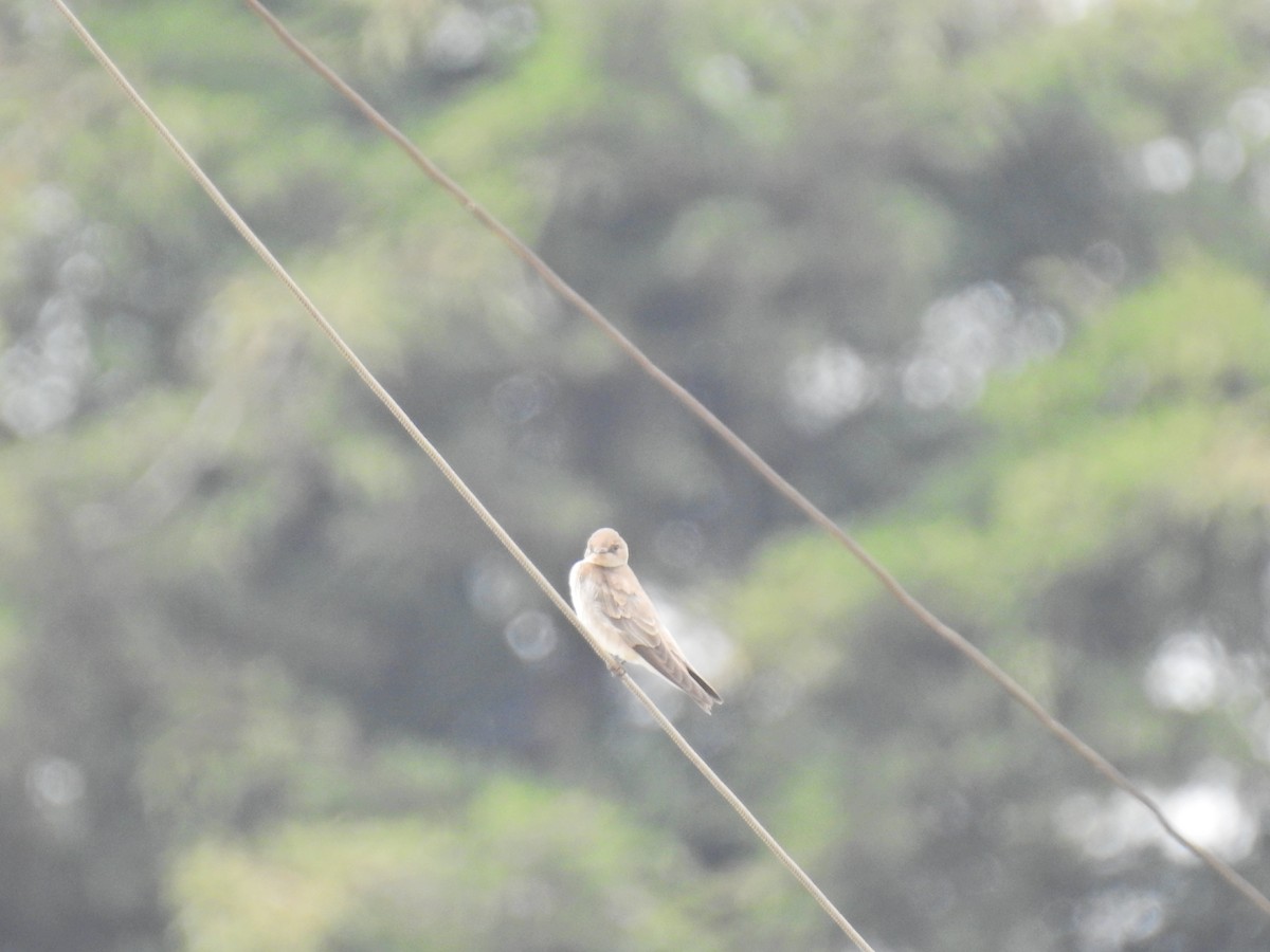 Northern Rough-winged Swallow - ML149229771