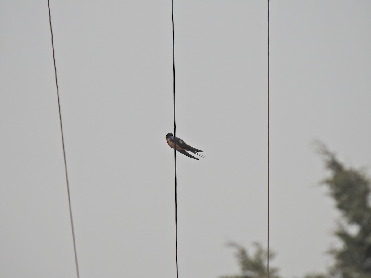 Barn Swallow (American) - ML149229851