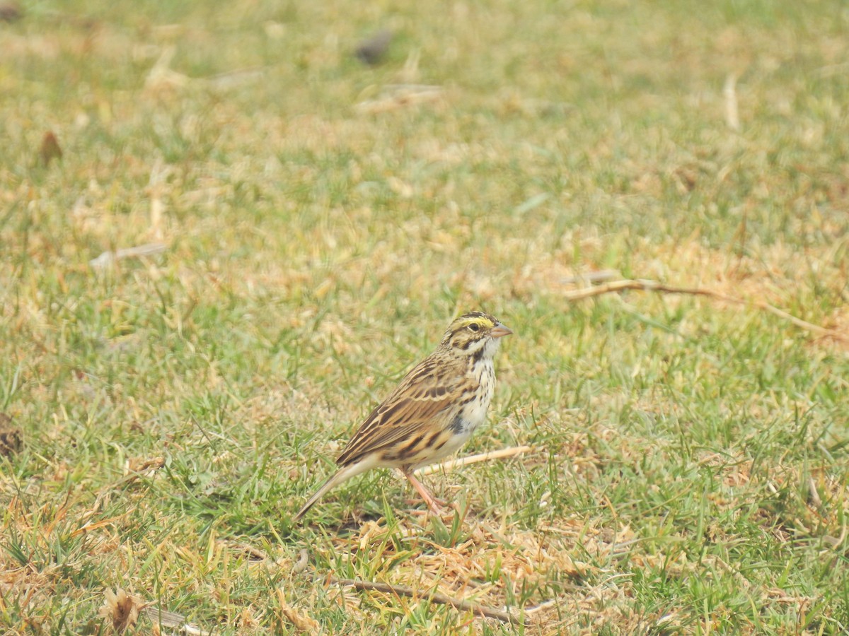 Savannah Sparrow - ML149230181