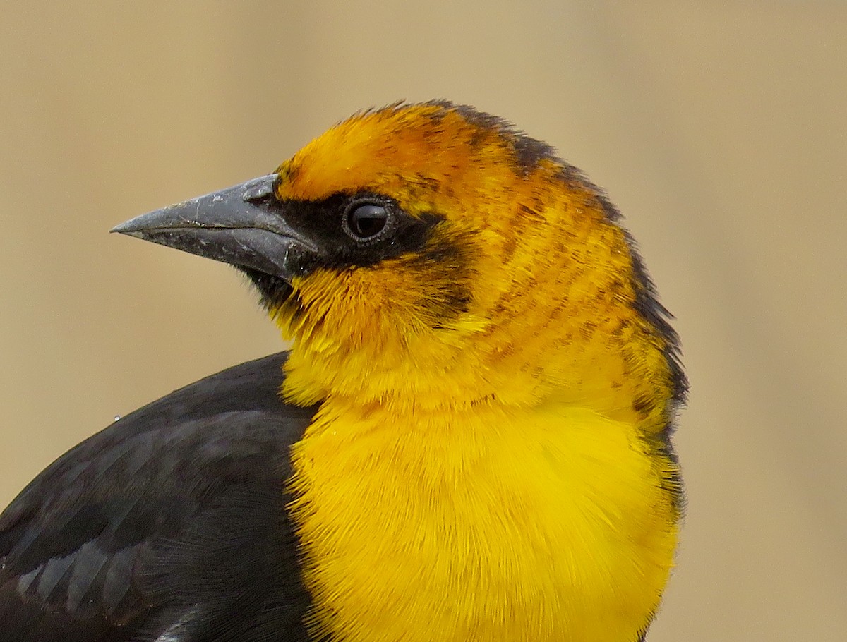 Yellow-headed Blackbird - ML149234351