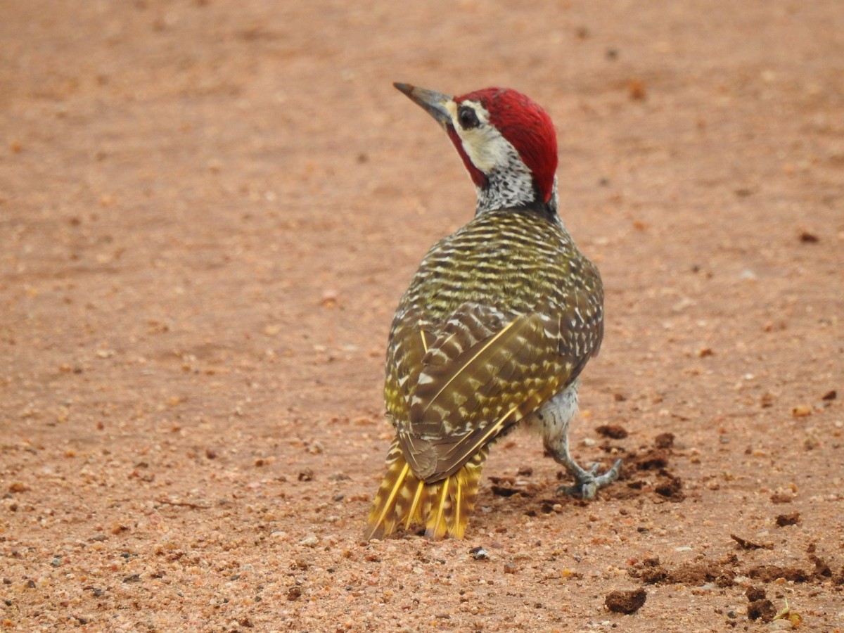 Bennett's Woodpecker (Bennett's) - ML149234921