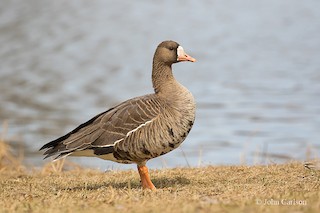 Greater White-fronted Goose, ML149235341
