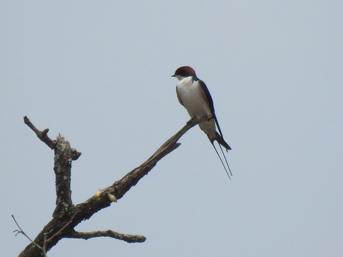 Wire-tailed Swallow - ML149235461