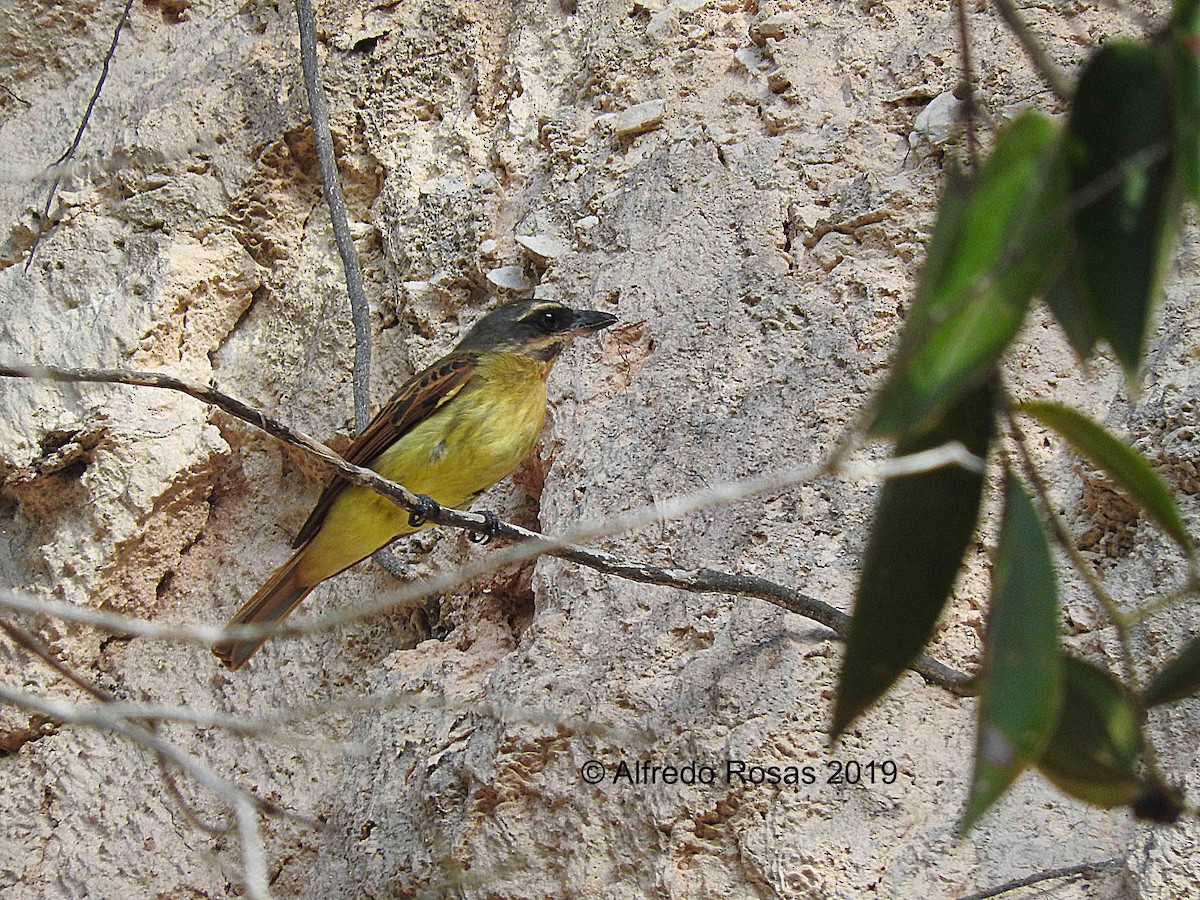 Golden-bellied Flycatcher - Alfredo Rosas