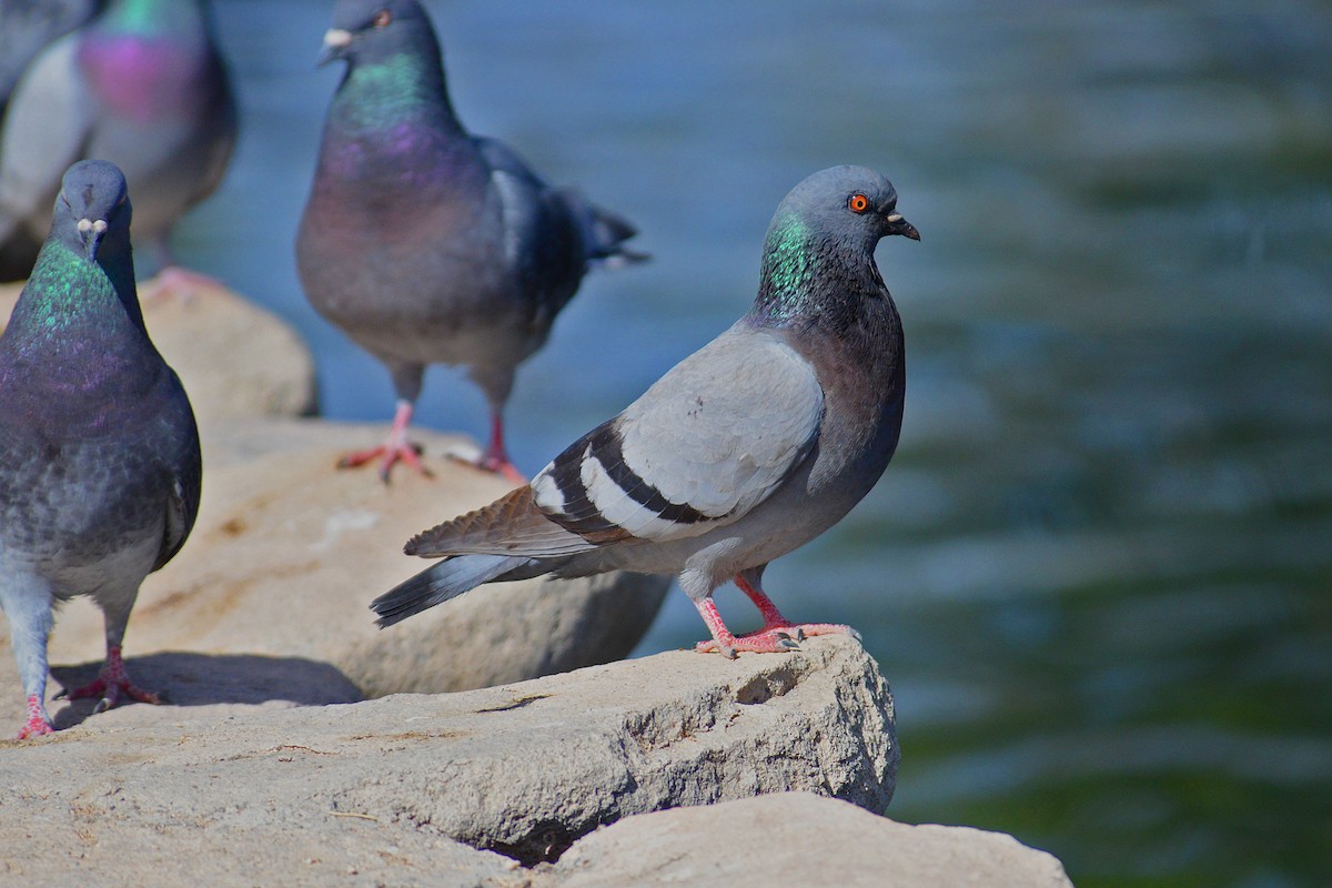 Rock Pigeon (Feral Pigeon) - ML149238321
