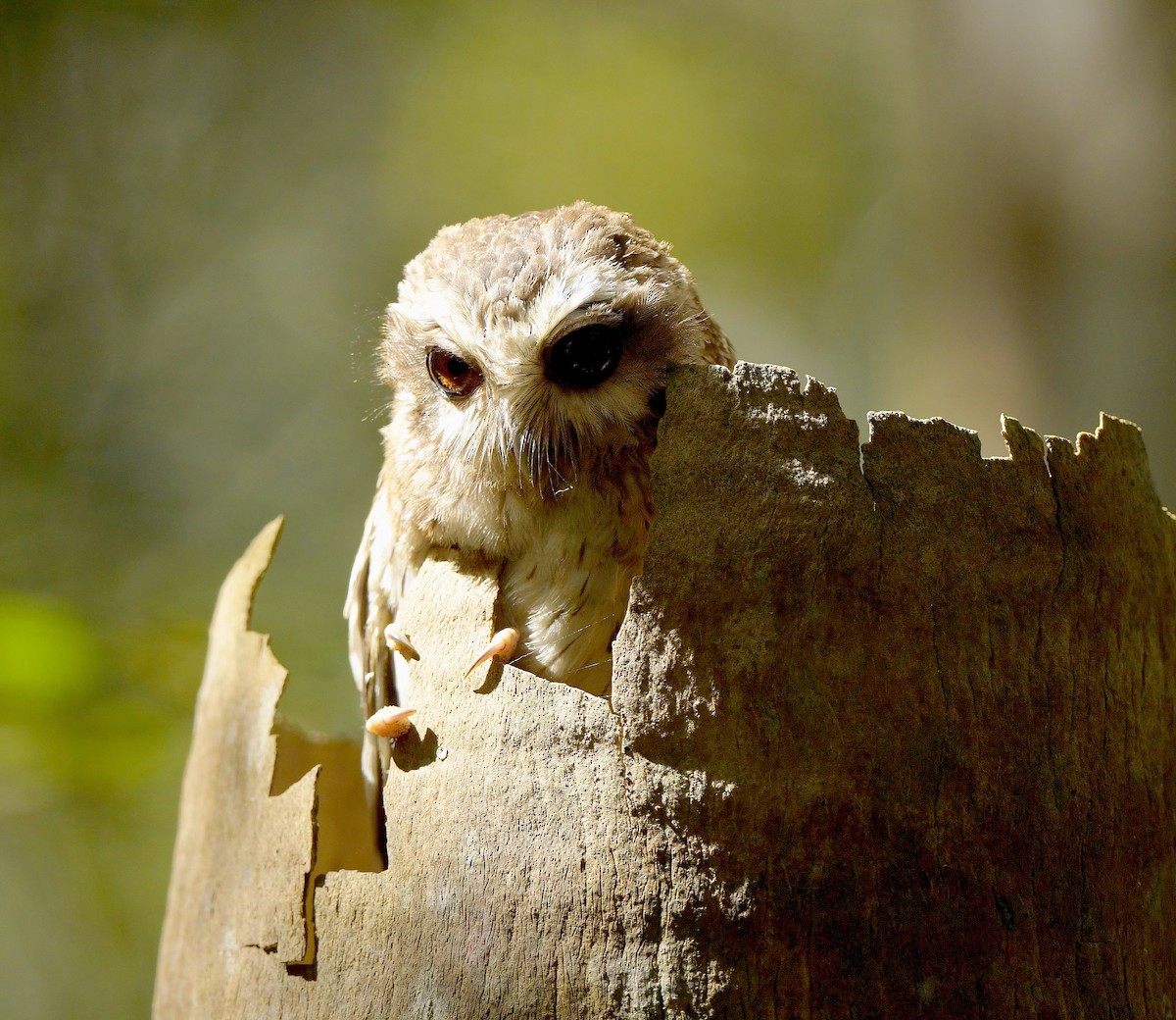 Bare-legged Owl - Paul Arneson