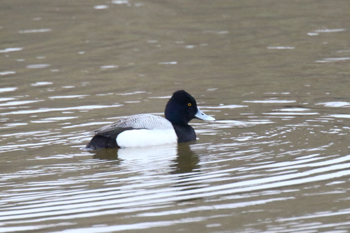 Lesser Scaup - dave trumbell