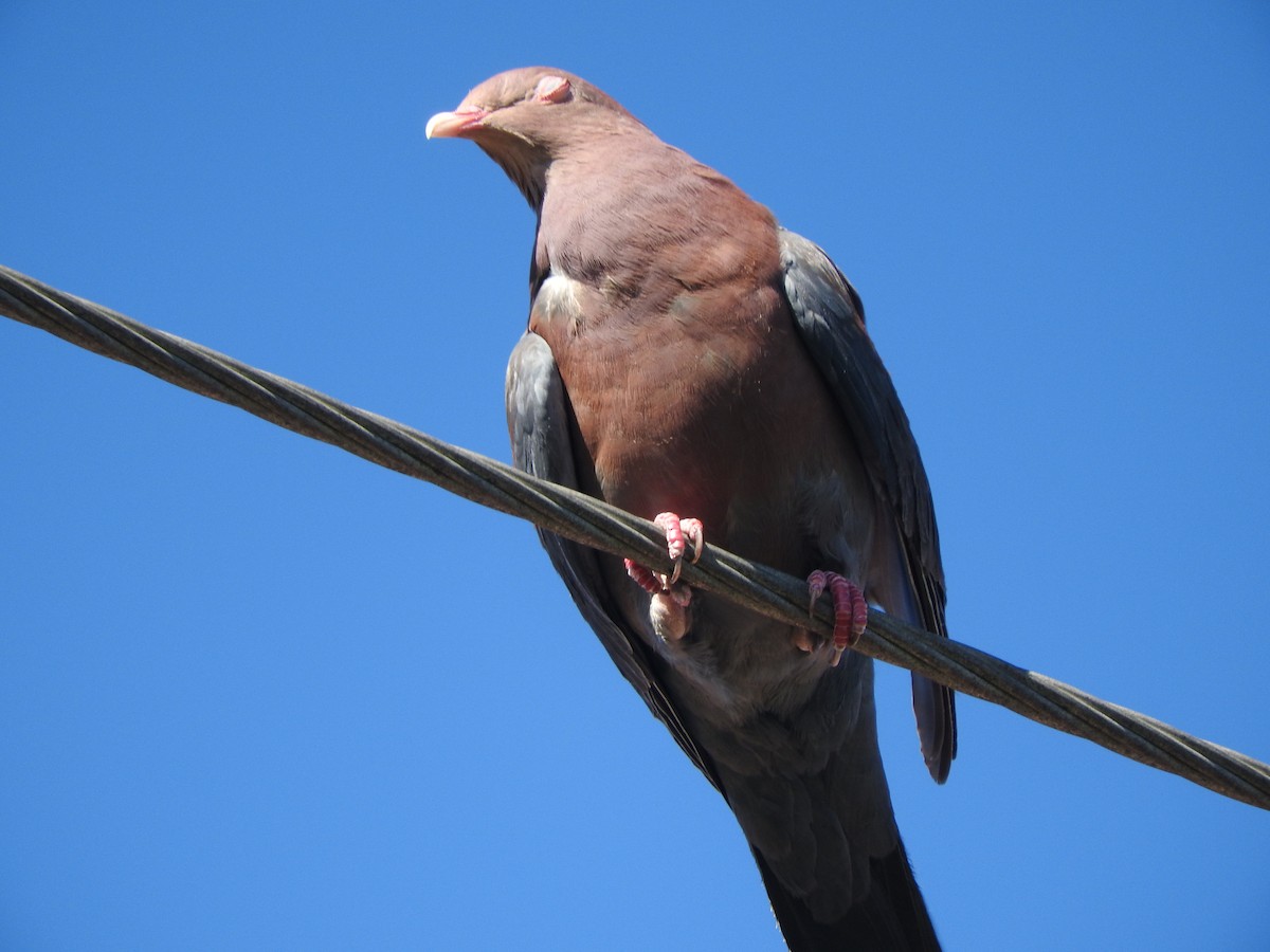 Red-billed Pigeon - Aidan Coohill