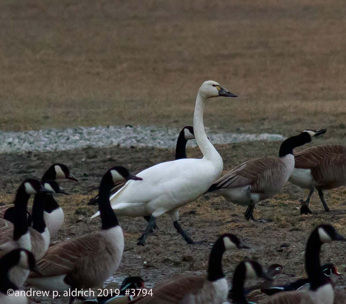 Tundra Swan - andrew aldrich