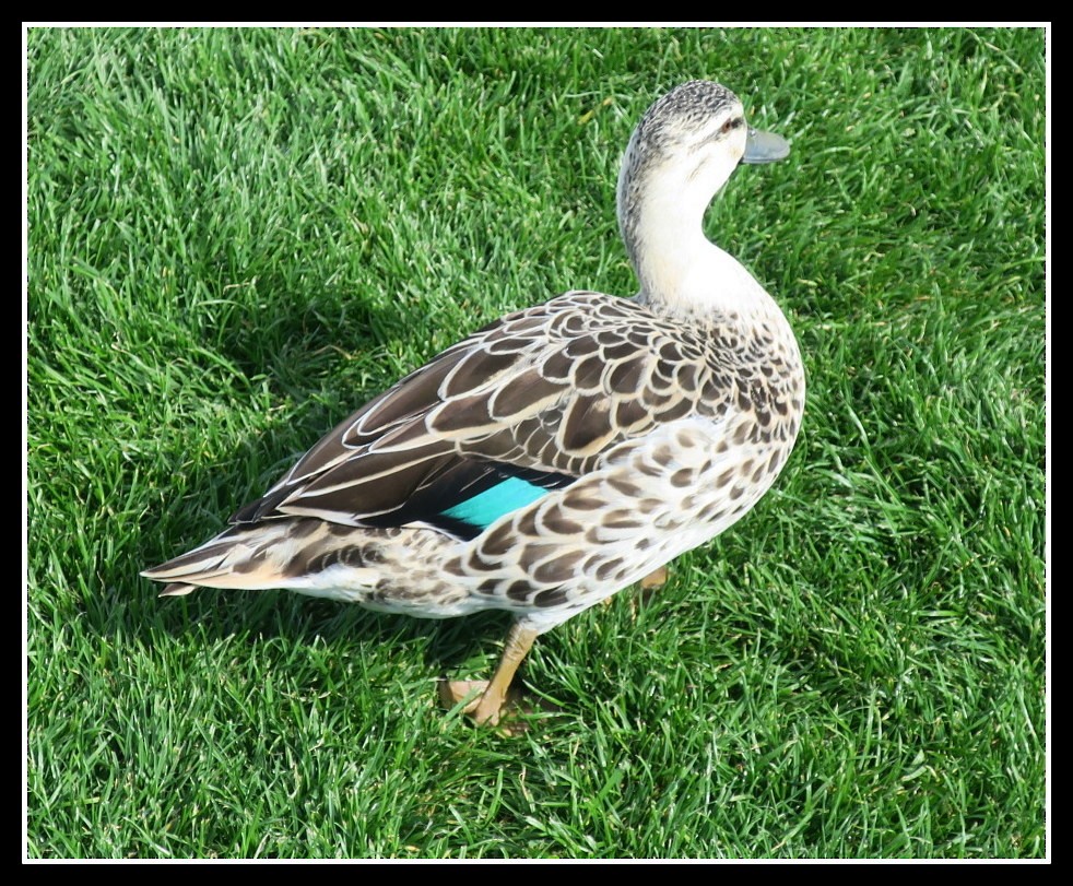 Mallard x Pacific Black Duck (hybrid) - Peter Gordon