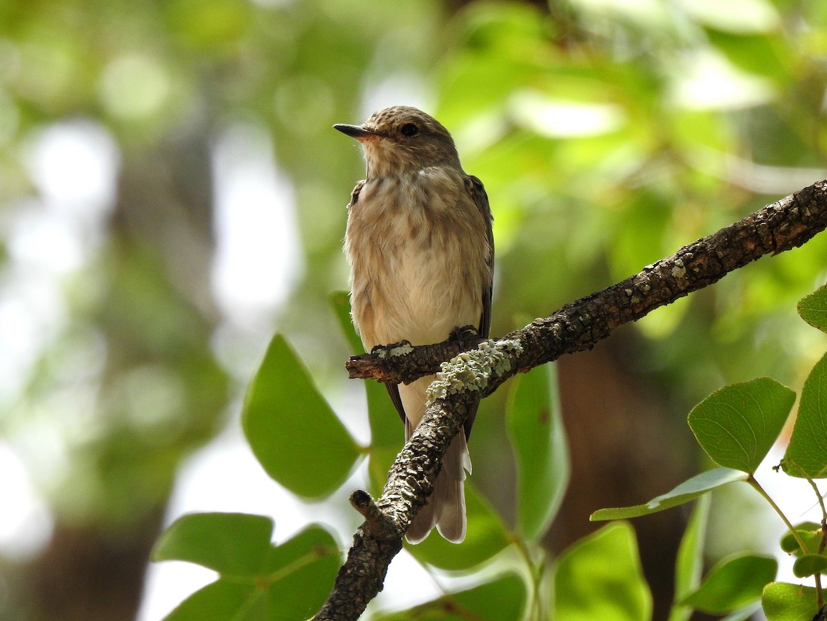 Spotted Flycatcher (Spotted) - ML149245691