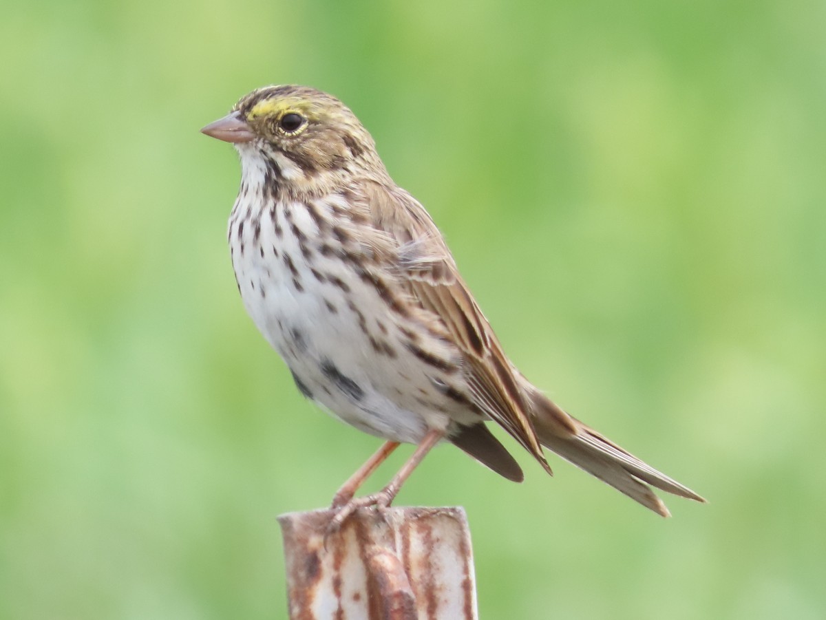 Savannah Sparrow - ML149246341