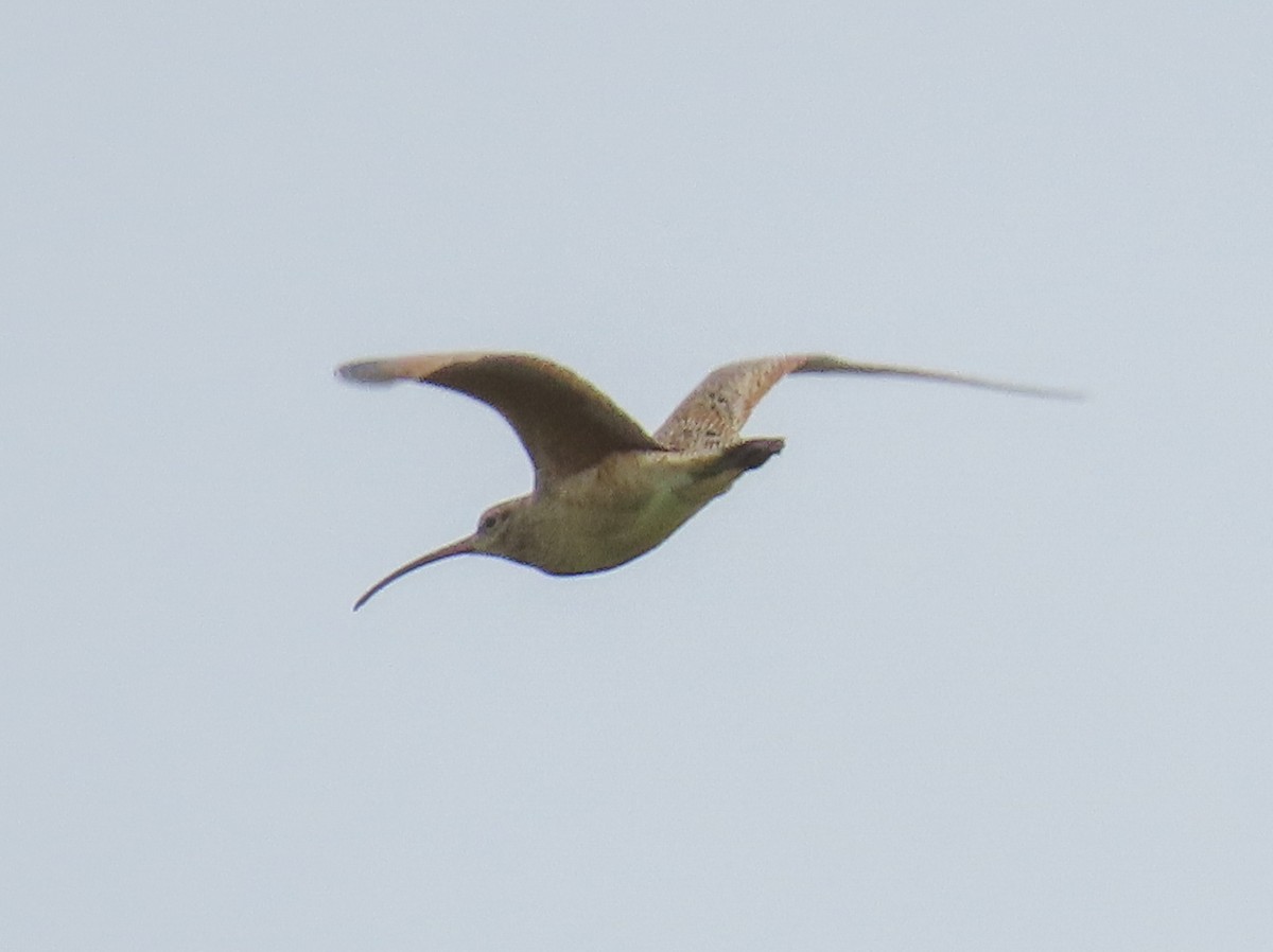 Long-billed Curlew - ML149247131