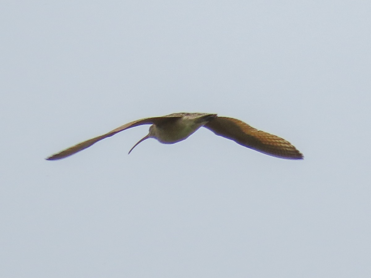 Long-billed Curlew - ML149247141