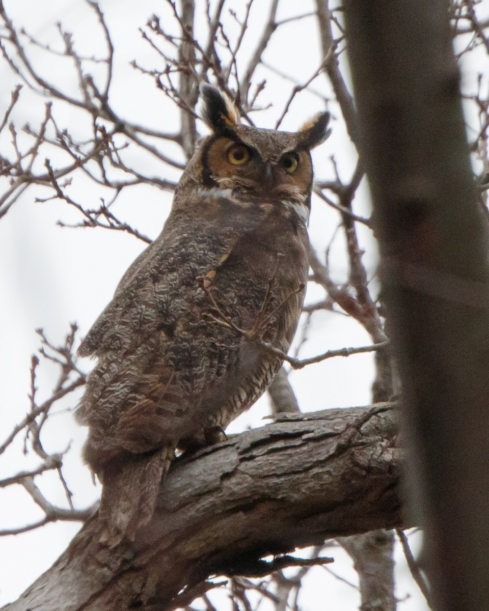 Great Horned Owl - Jeff Stacey