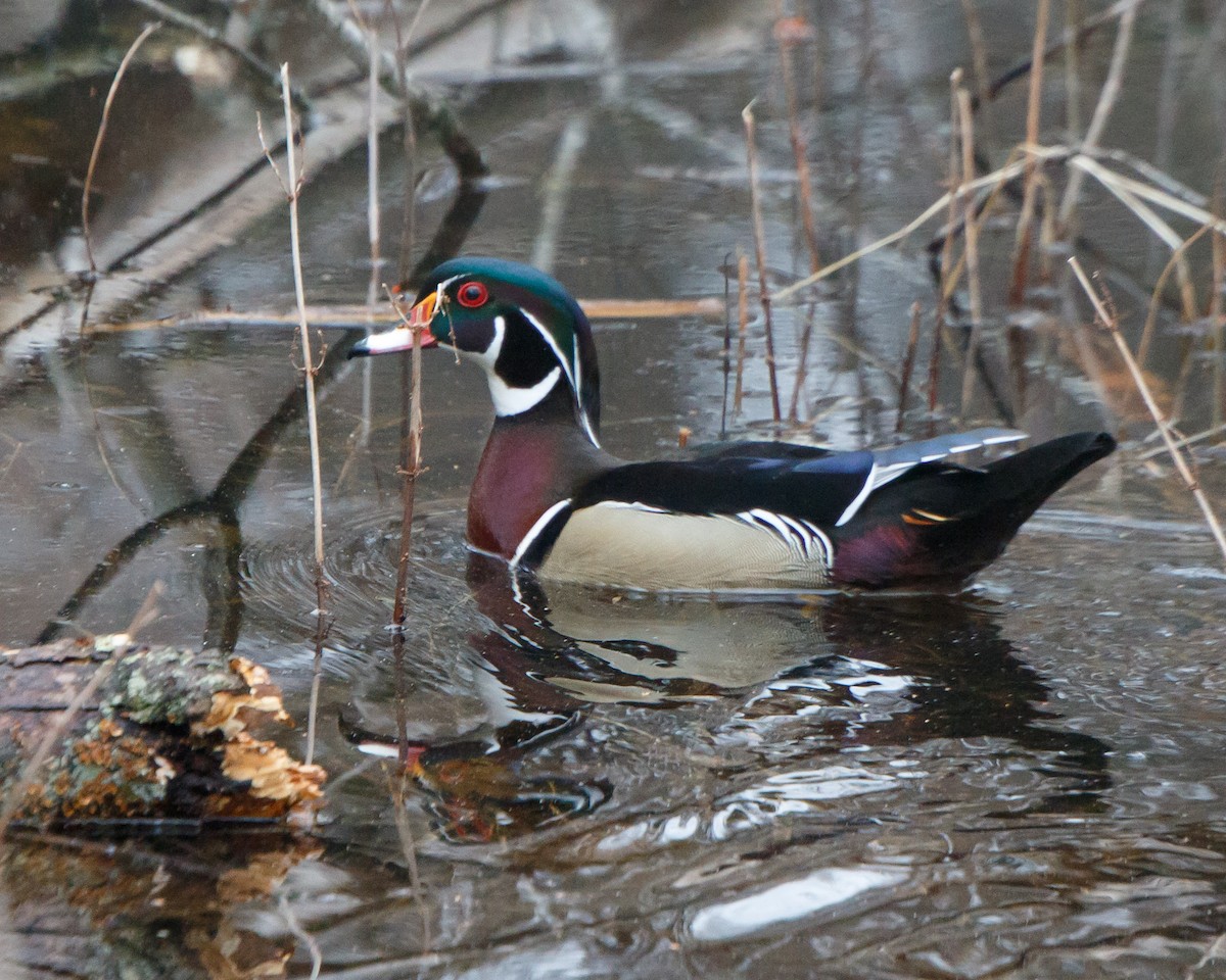 Wood Duck - Jeff Stacey