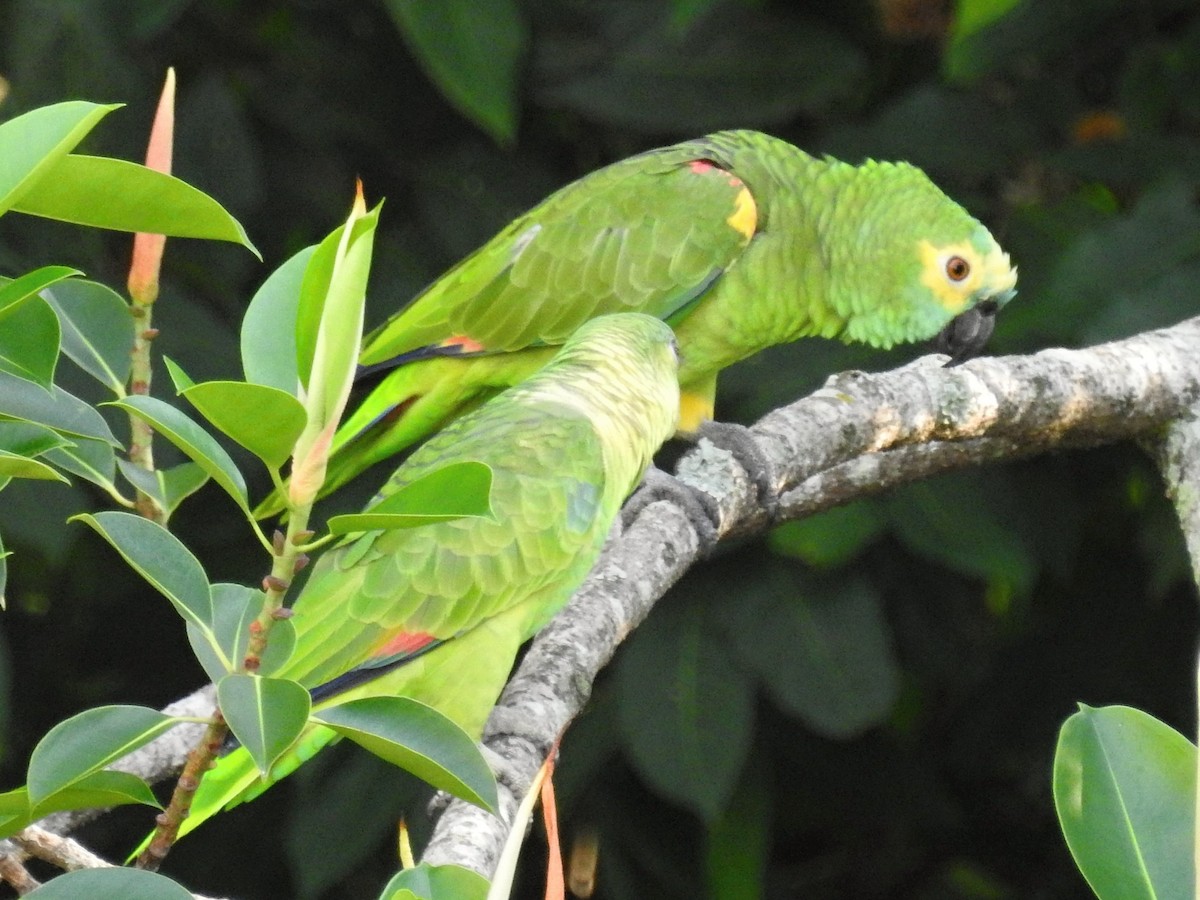 Turquoise-fronted Parrot - Thays Hungria