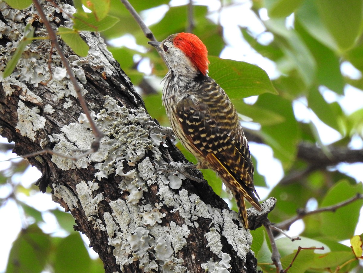 Cardinal Woodpecker - ML149249711