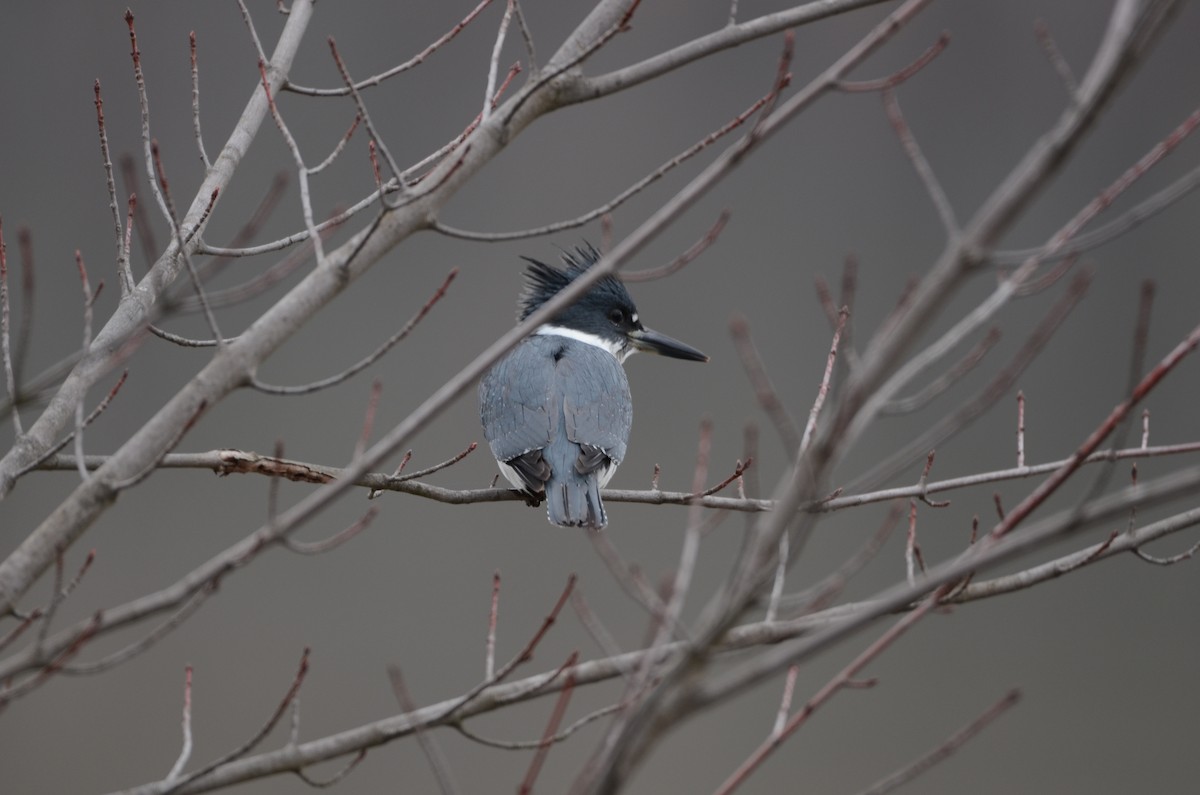 Belted Kingfisher - ML149249981