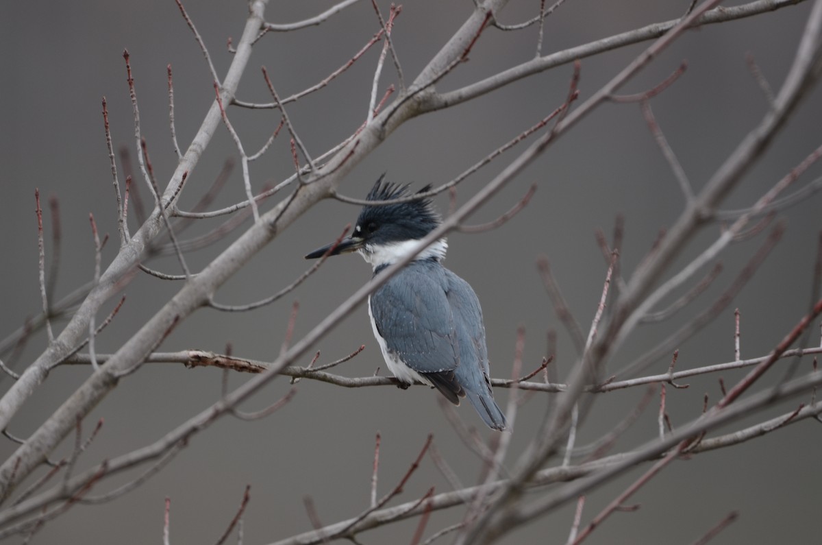 Belted Kingfisher - ML149249991
