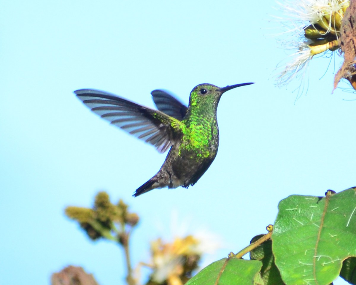 Green-bellied Hummingbird - Oscar Valderrama La Rana