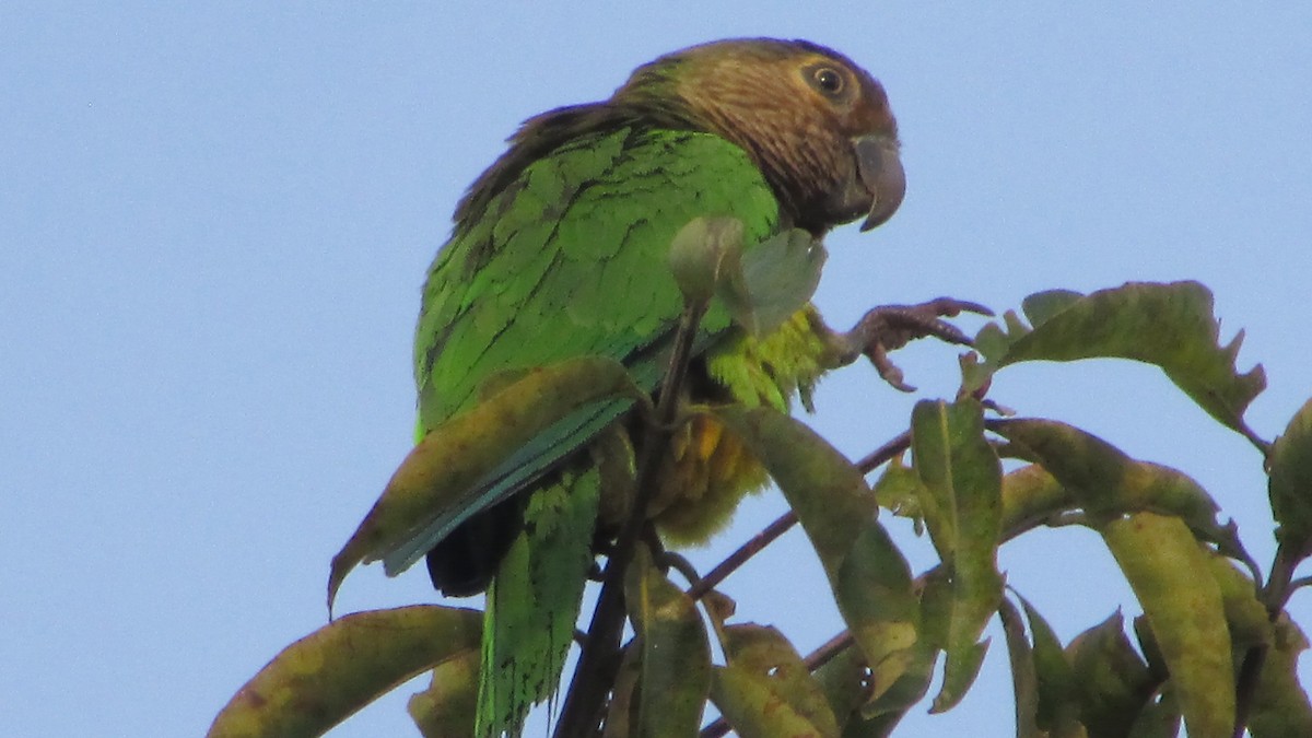 Brown-throated Parakeet - Carlos López Ardila