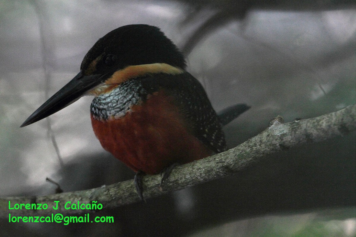Green-and-rufous Kingfisher - Lorenzo Calcaño