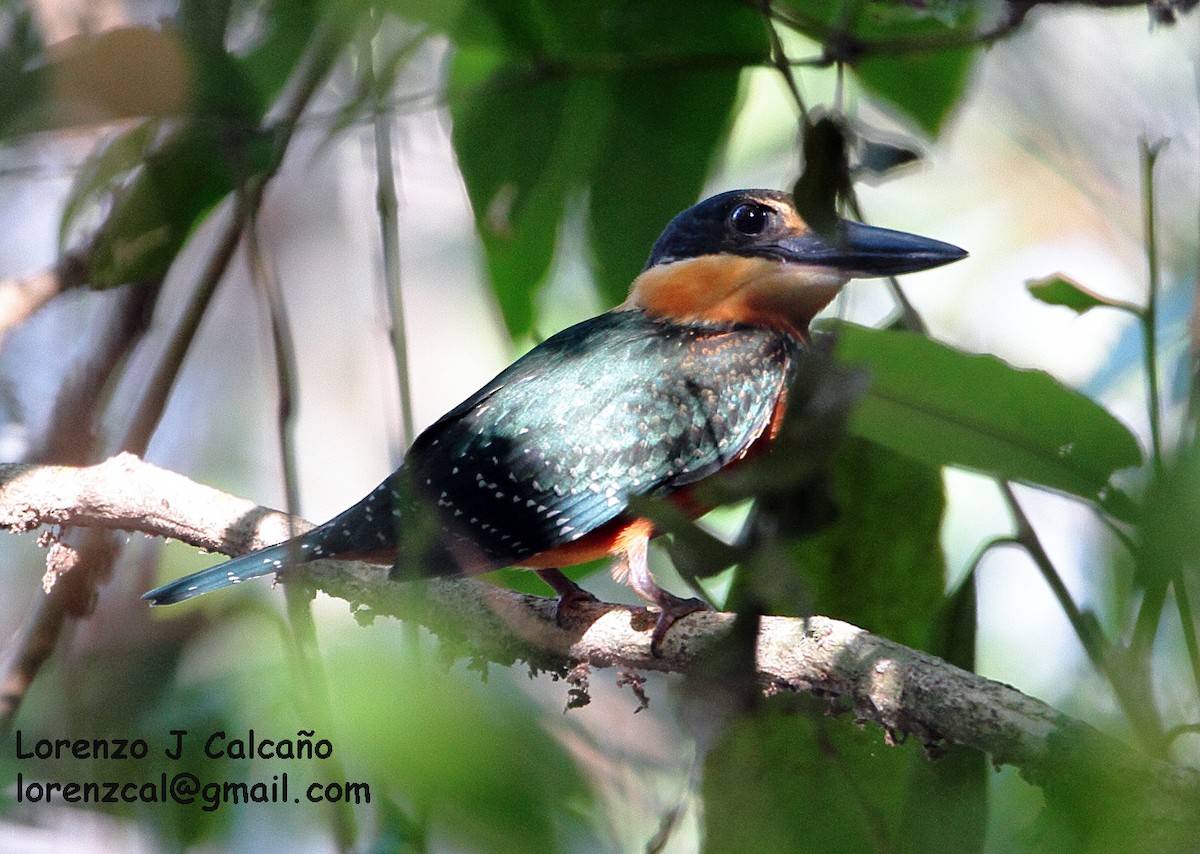 Green-and-rufous Kingfisher - Lorenzo Calcaño