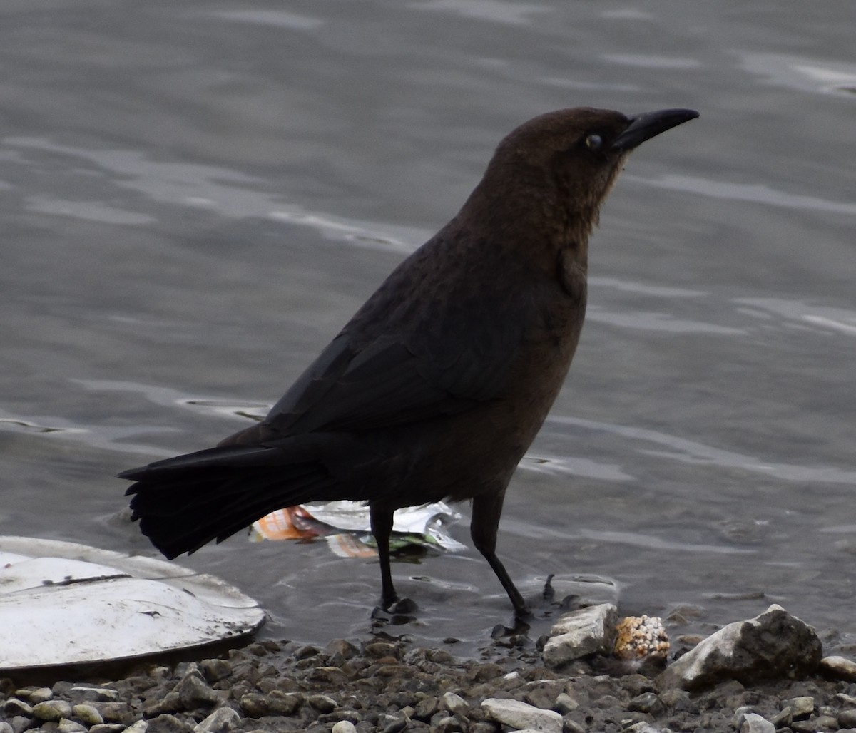 Great-tailed Grackle - ML149260521