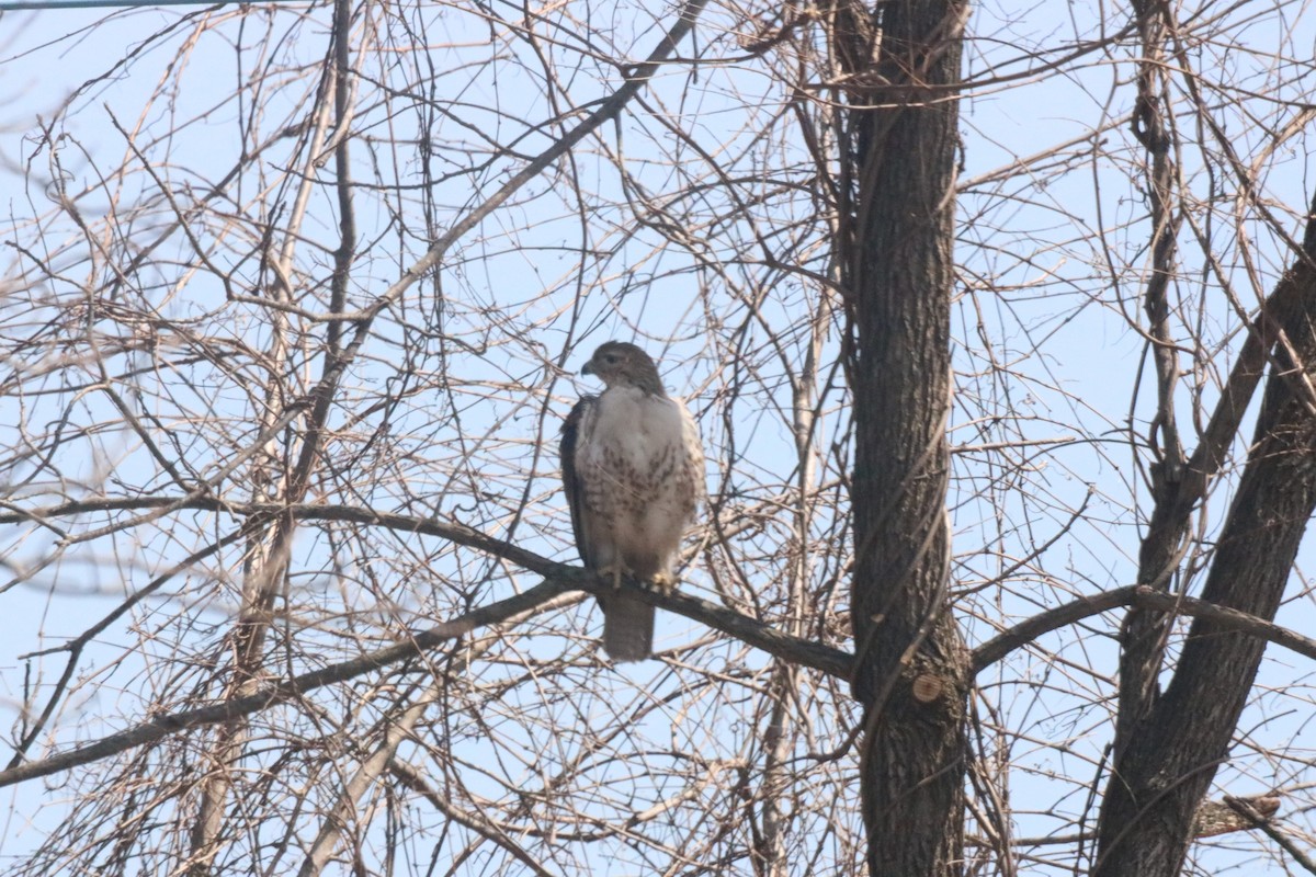 Red-tailed Hawk - ML149261871
