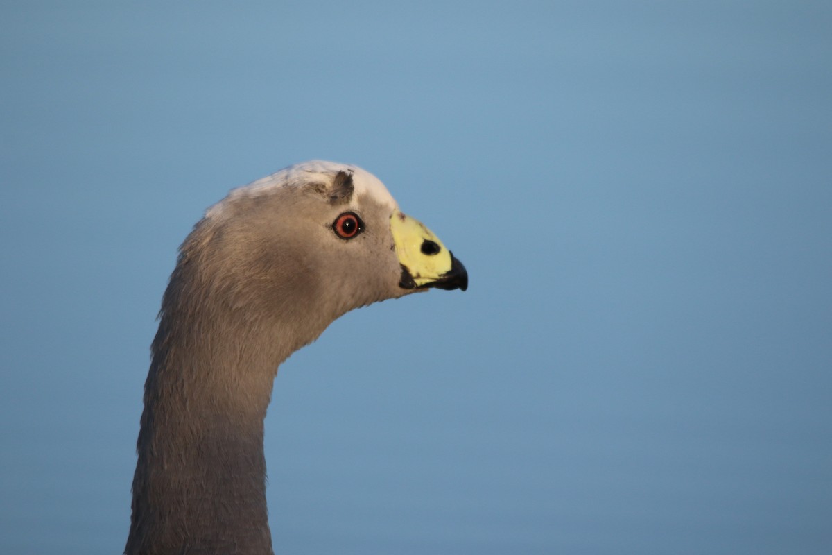Cape Barren Goose - Jeff Dagg