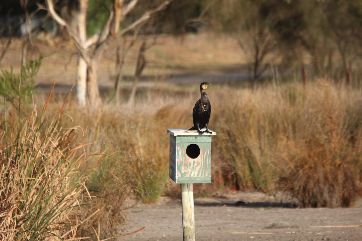 Great Cormorant (Australasian) - Jeff Dagg
