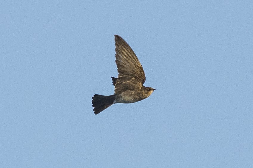 Northern Rough-winged Swallow - ML149263321