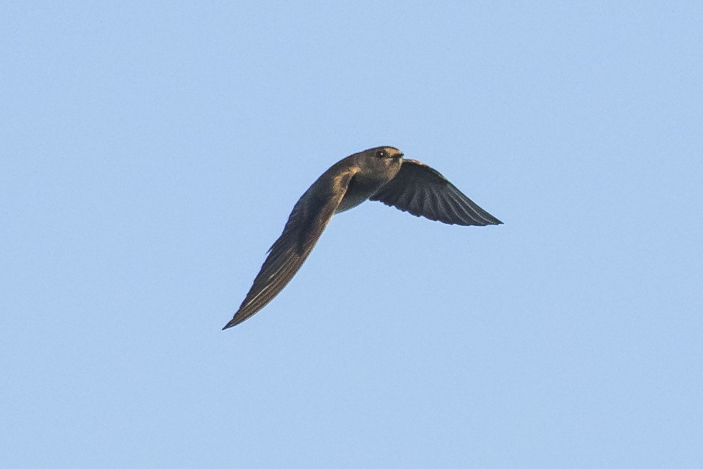 Northern Rough-winged Swallow - ML149263331