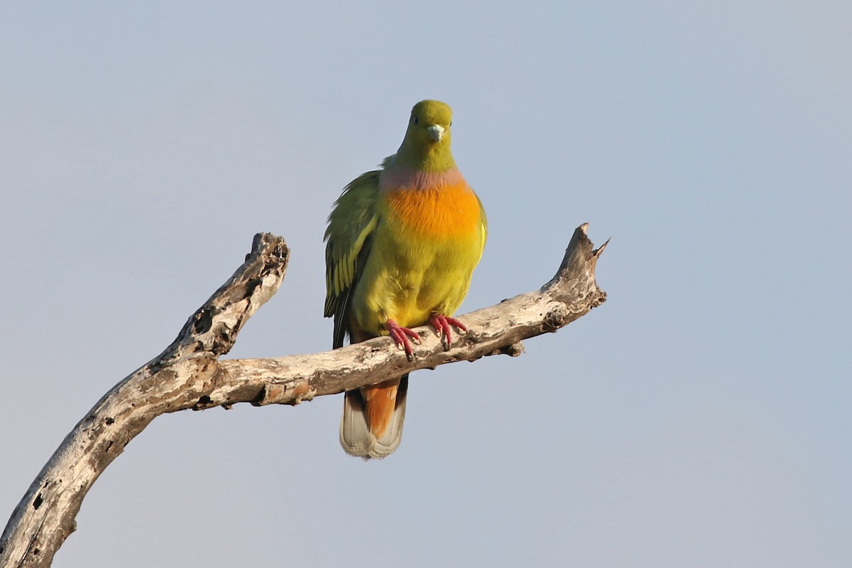 Orange-breasted Green-Pigeon - Charley Hesse TROPICAL BIRDING