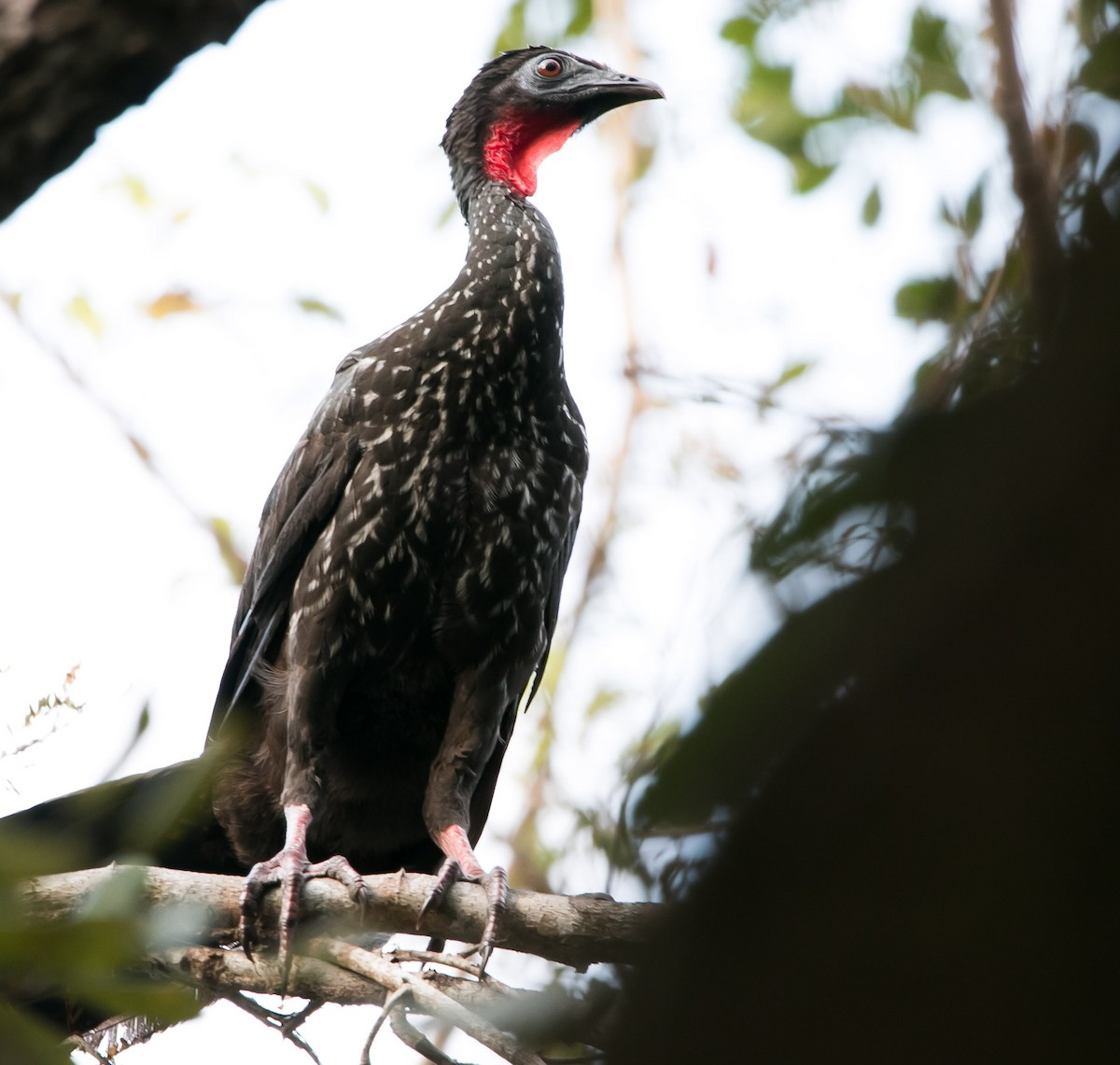 Crested Guan - ML149263901