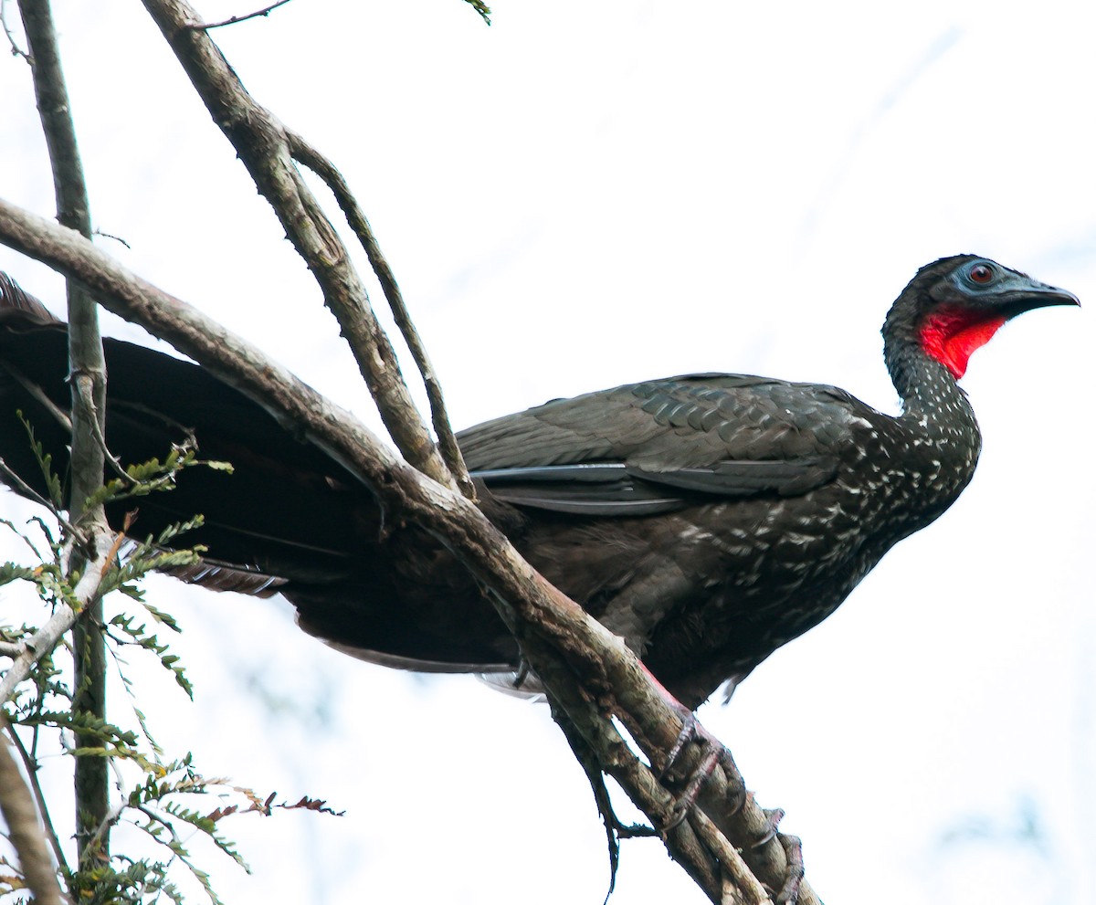 Crested Guan - ML149263971