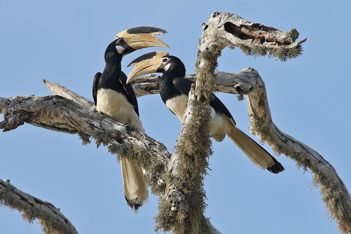 Malabar Pied-Hornbill - Charley Hesse TROPICAL BIRDING