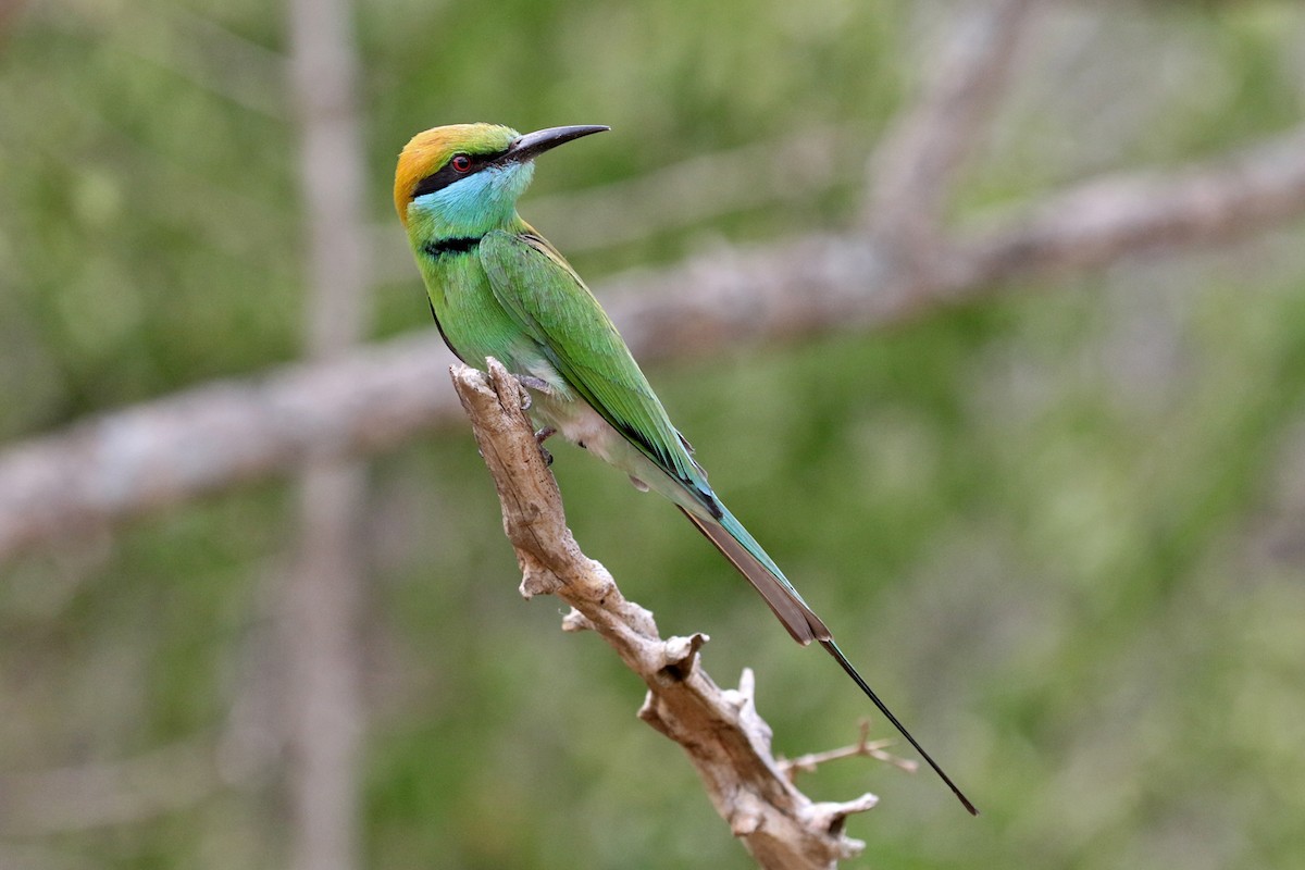 Asian Green Bee-eater - Charley Hesse TROPICAL BIRDING