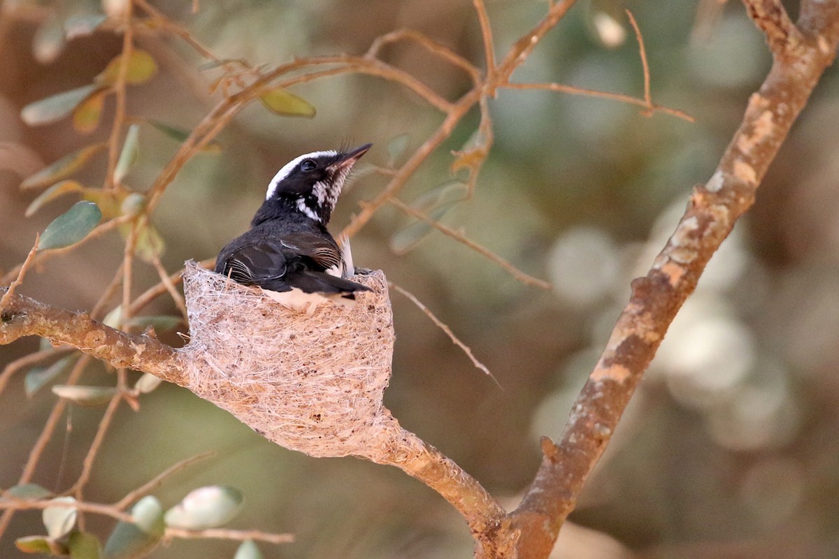 White-browed Fantail - ML149265781