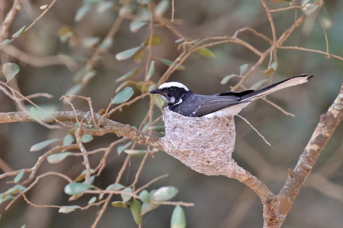 White-browed Fantail - ML149265791